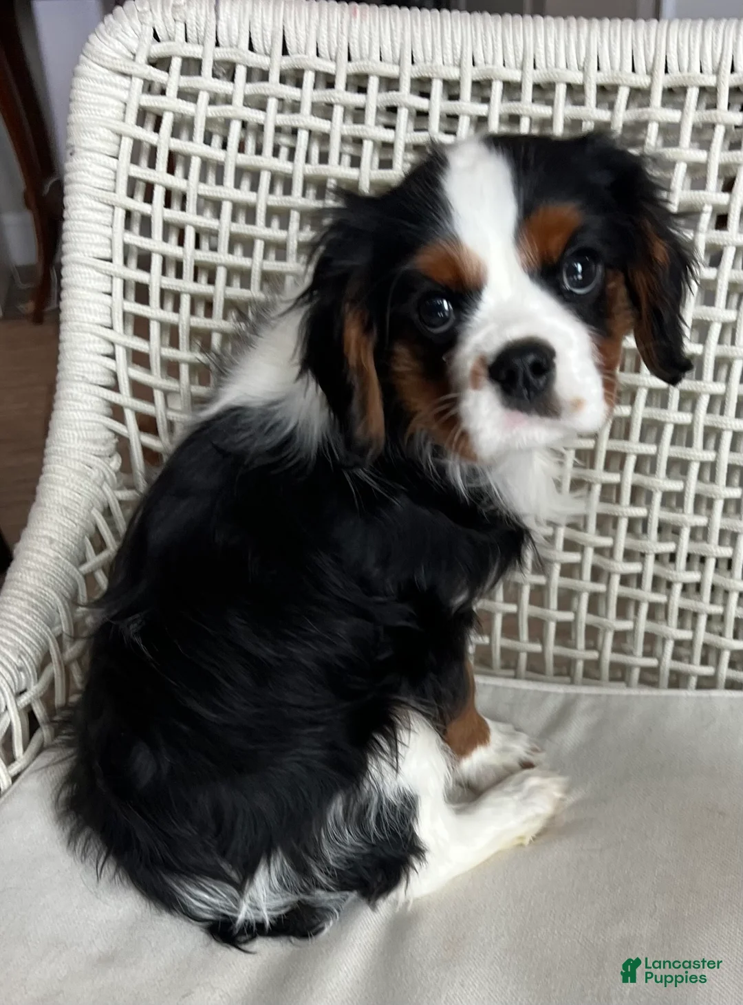 Cavalier King Charles Spaniel dogs for sale: Cavalier King Charles Spaniel Puppy 2 - Ad 2