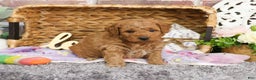 Mini Goldendoodle dogs for sale: Dora - Ad 2