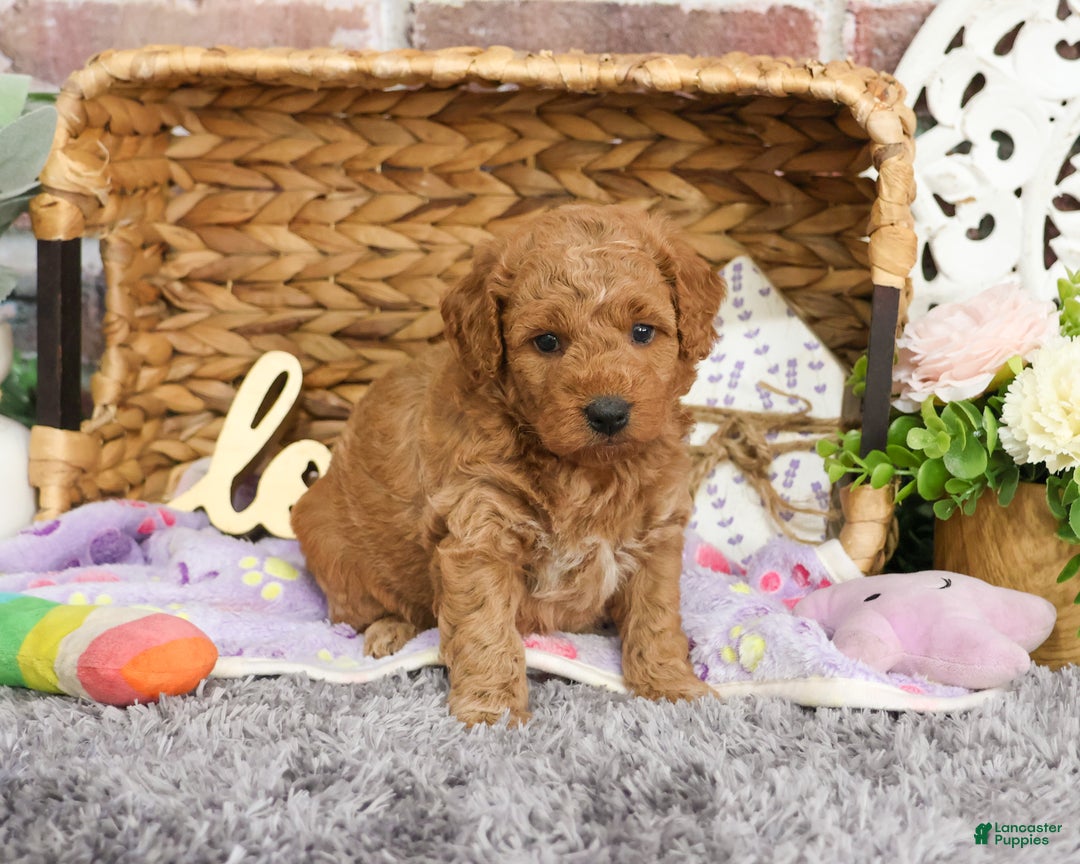 Mini Goldendoodle dogs for sale: Dora - Ad 2