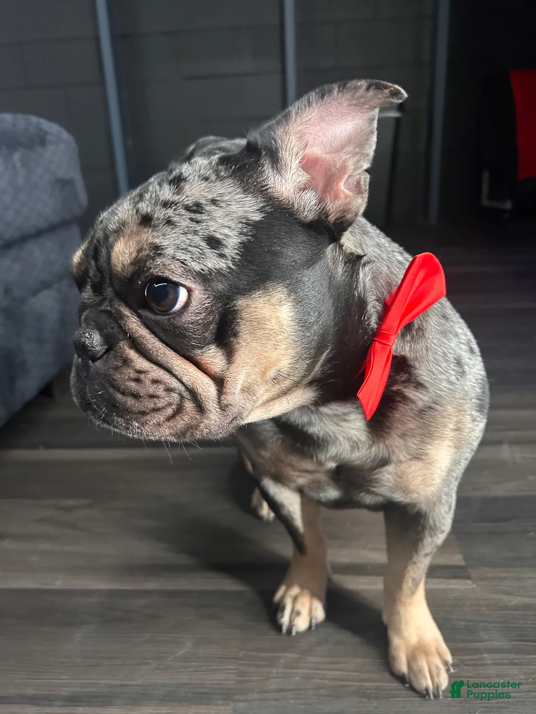French Bulldog dogs for sale: Olivia - Ad 2