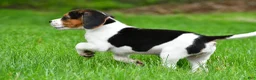 Beagle dogs for sale: Bella - Ad 14