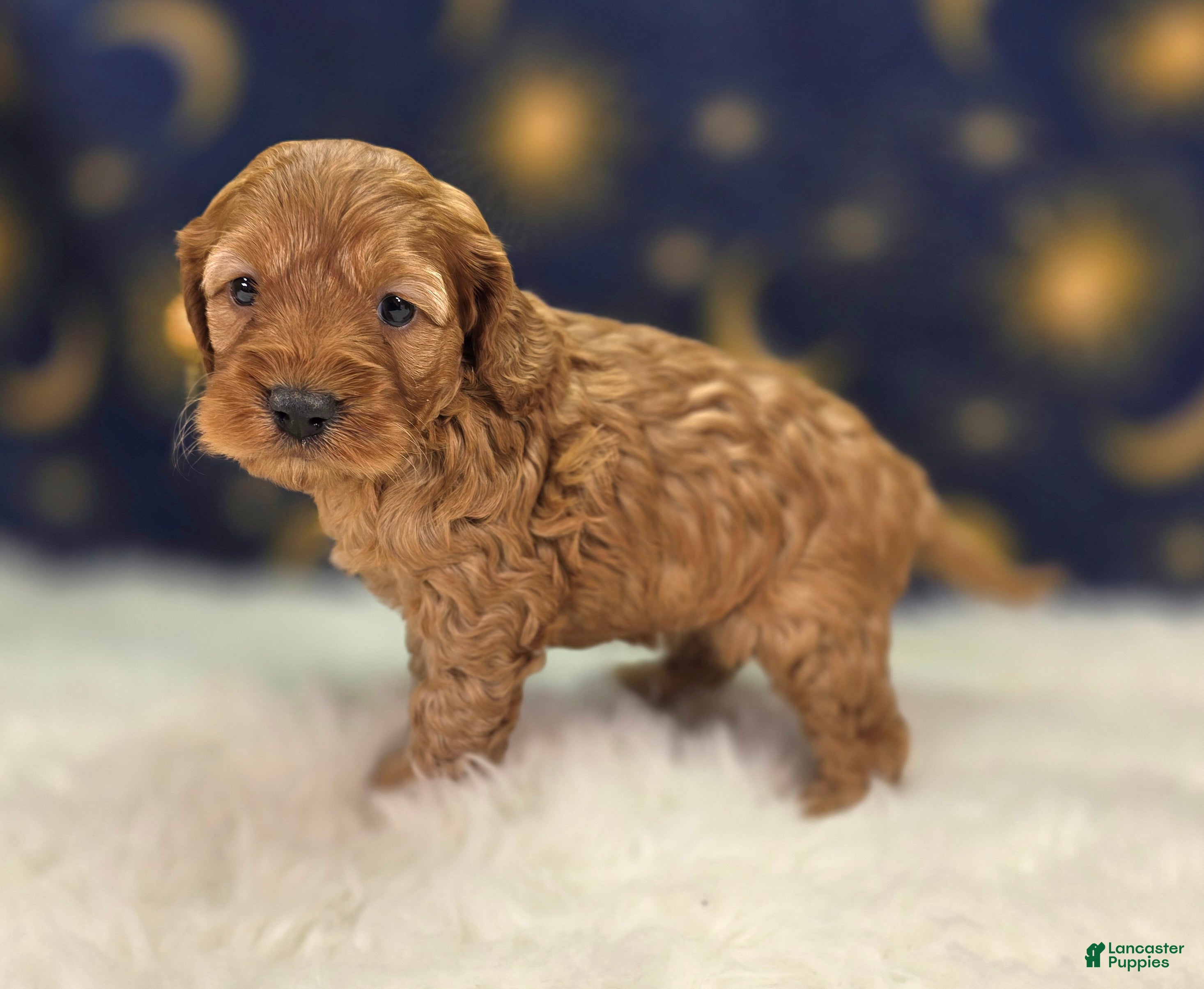 Cockapoo dogs Moonbow - Ad 19