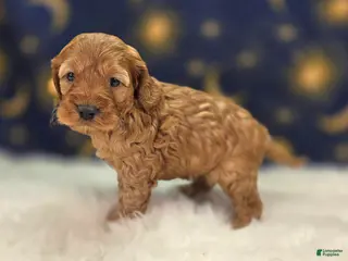 Cockapoo dogs Moonbow - Ad 18