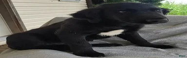 Sammy