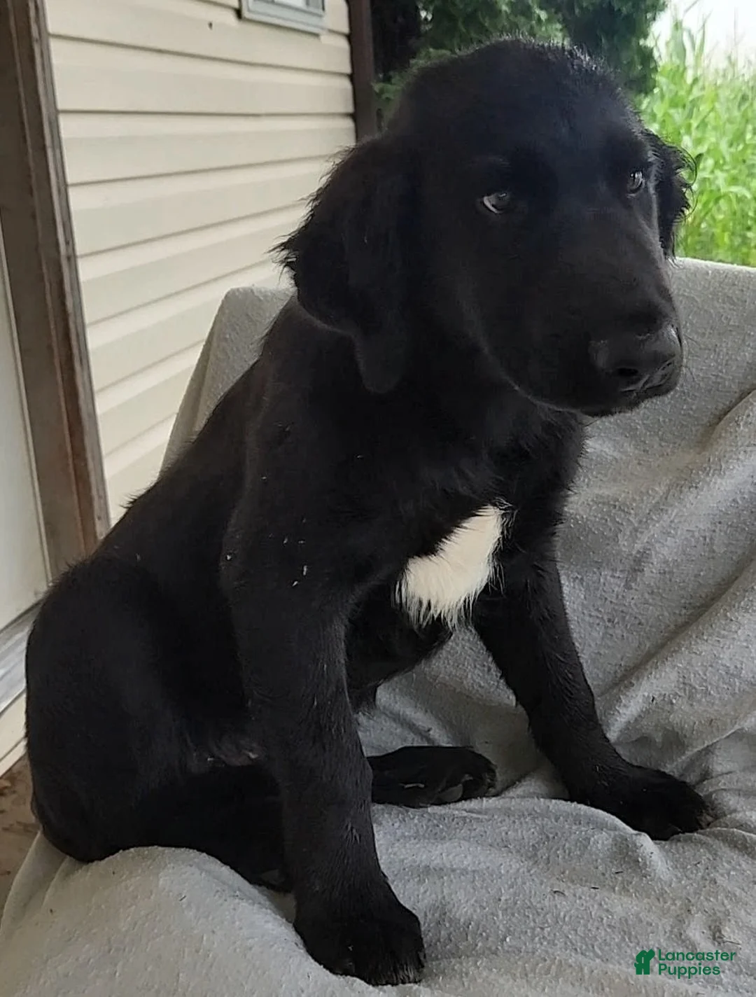 Mixed Breed dogs for sale: Sammy - Ad 1