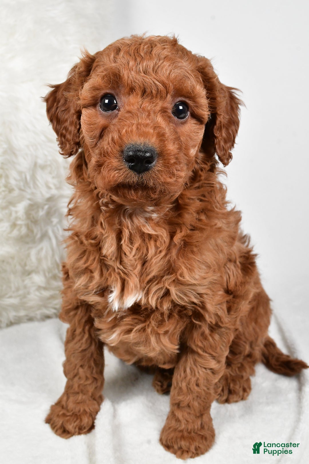 Mini Goldendoodle dogs for sale: Rowan - Ad 7