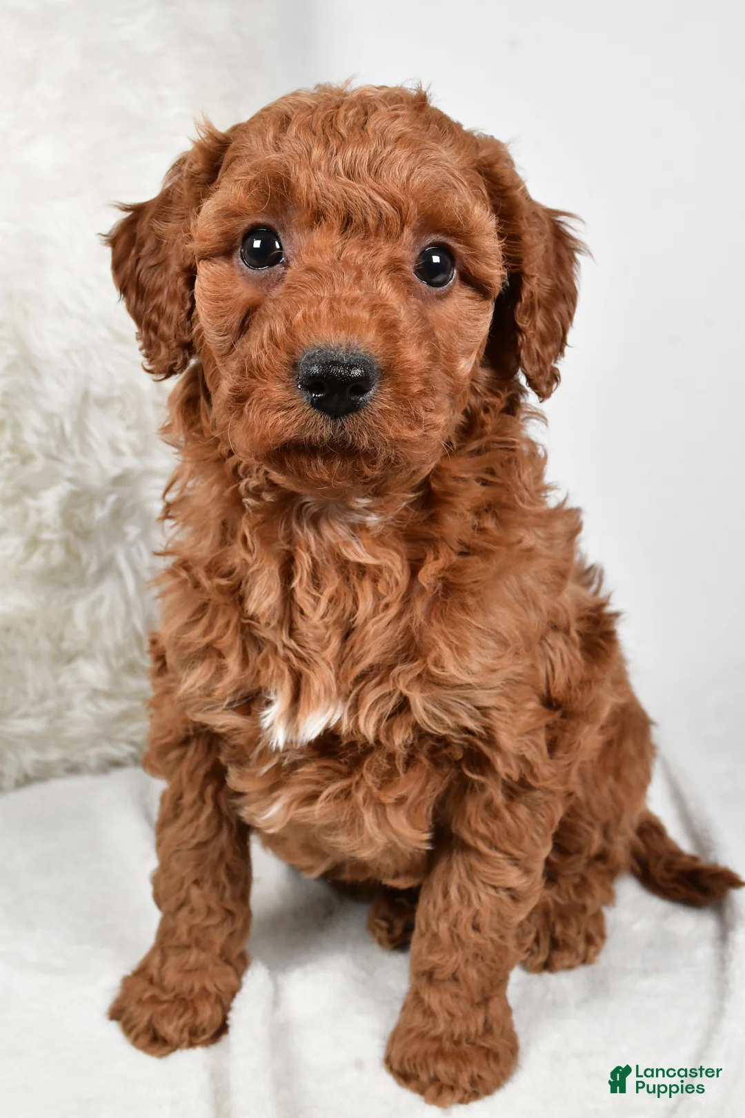 Mini Goldendoodle dogs for sale: Rowan - Ad 7