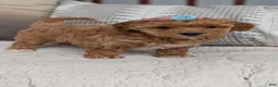 Havapoo dogs for sale: Tessa - Ad 9