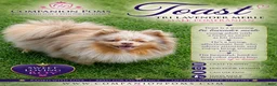 Pomeranian dogs for sale: Toast - Tri Lavender Merle - Ad 1