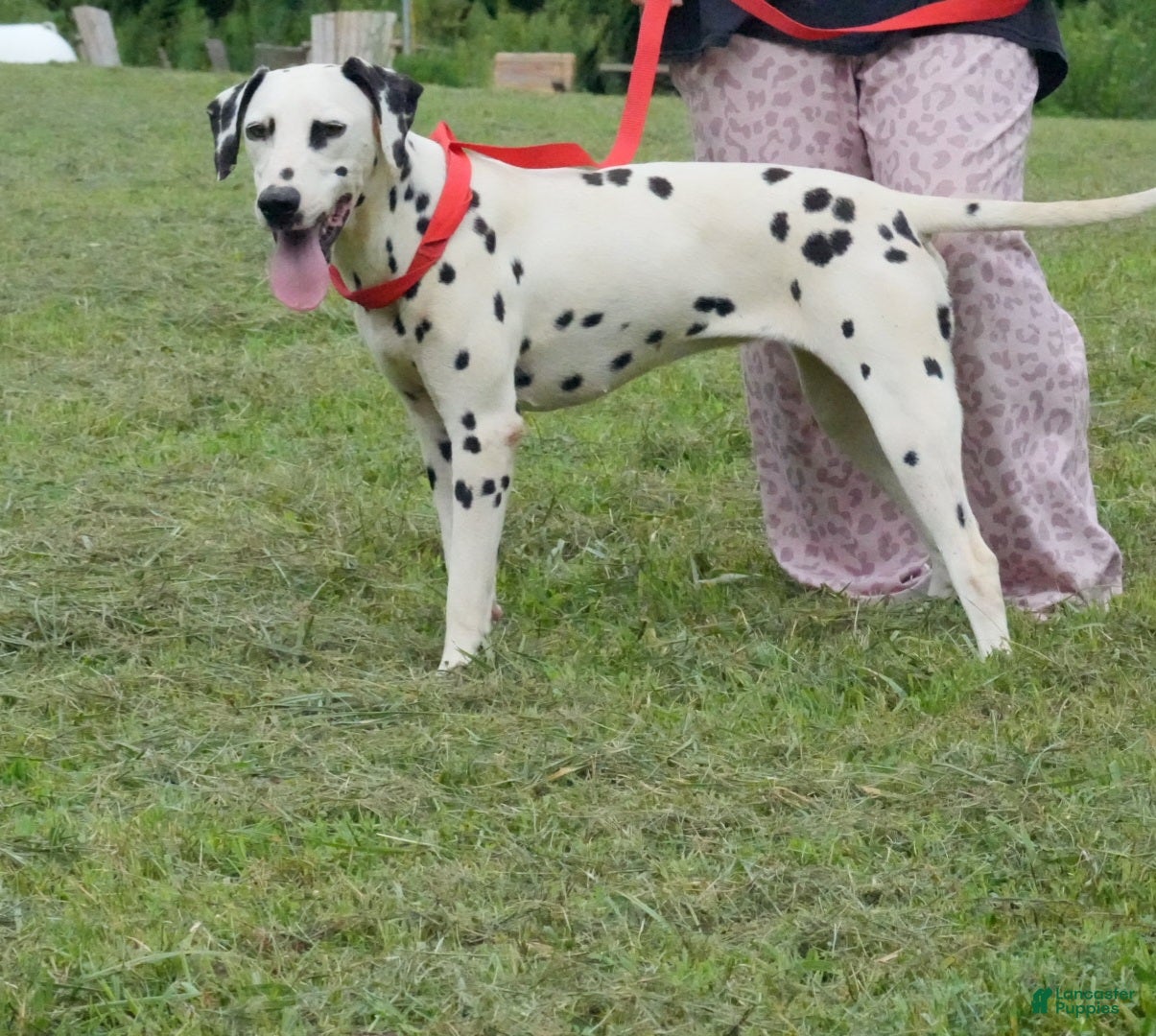 Dalmatian dogs Selene - Ad 1