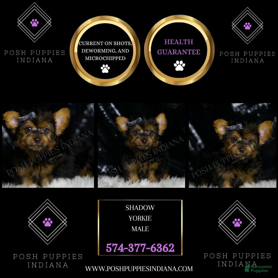 Yorkshire Terrier dogs for sale: Shadow - Ad 5