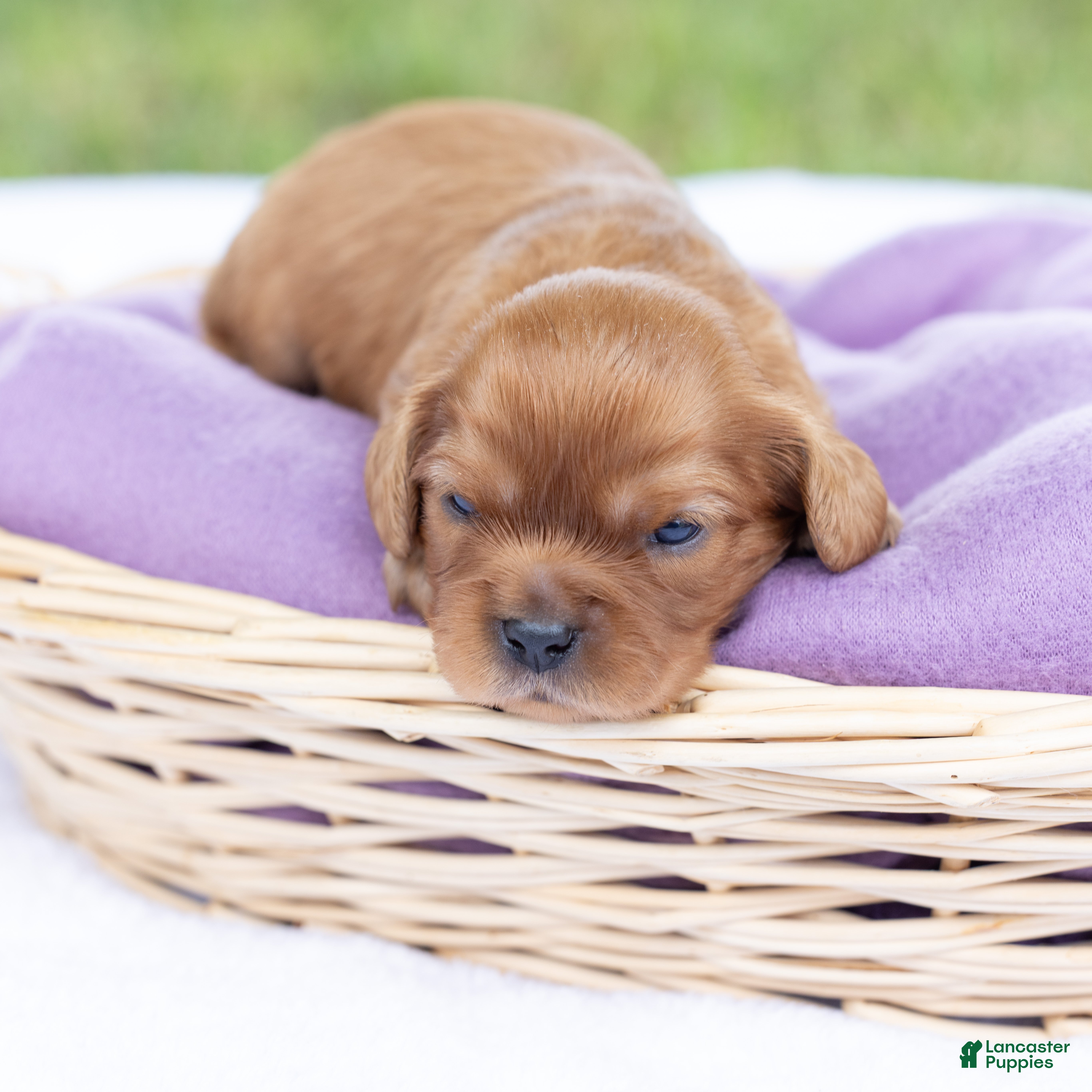 Cavalier King Charles Spaniel dogs Porky - Ad 2