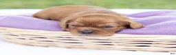 Cavalier King Charles Spaniel dogs for sale: Porky - Ad 2