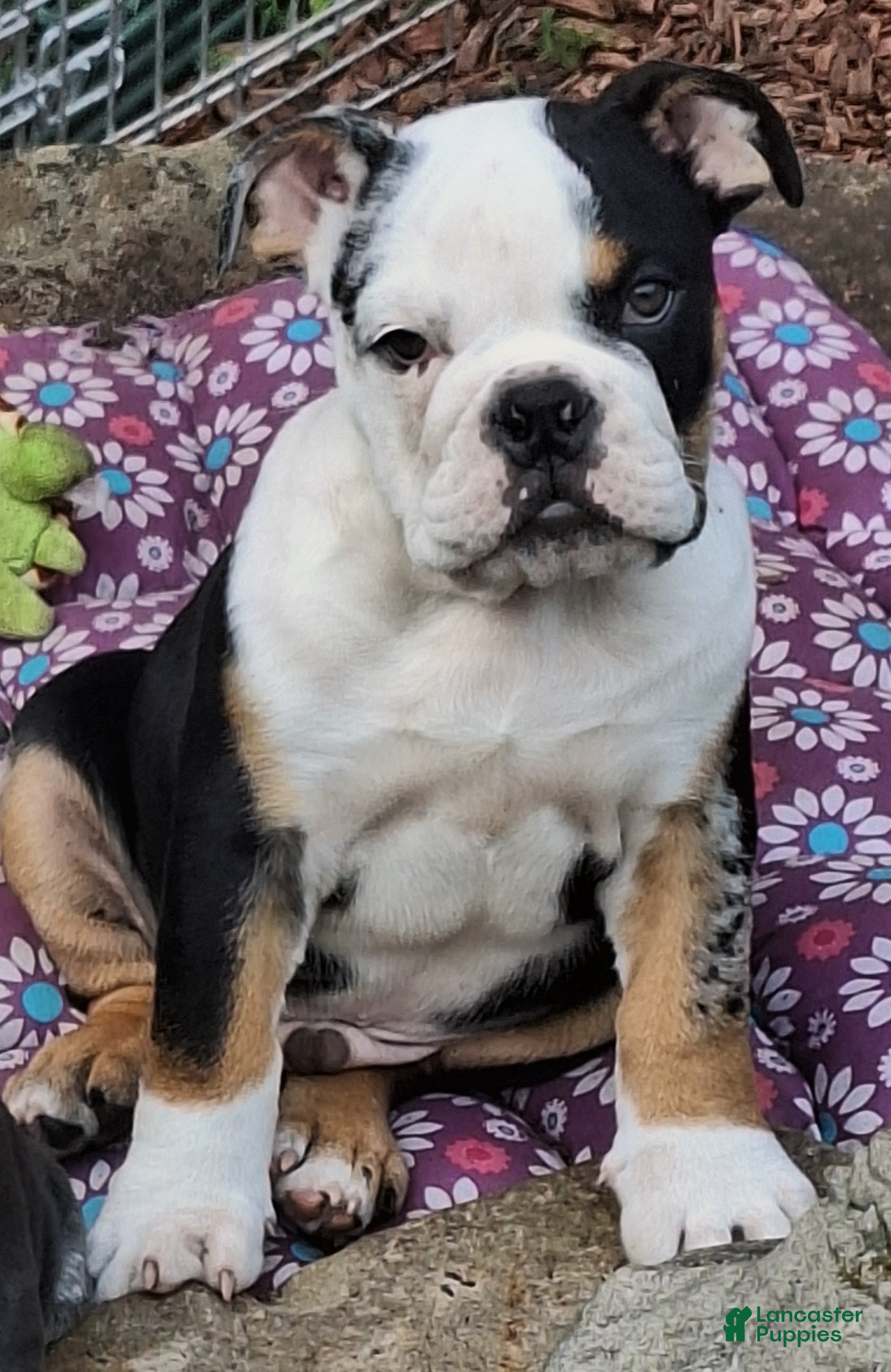English Bulldog dogs ElVIS  - Ad 1