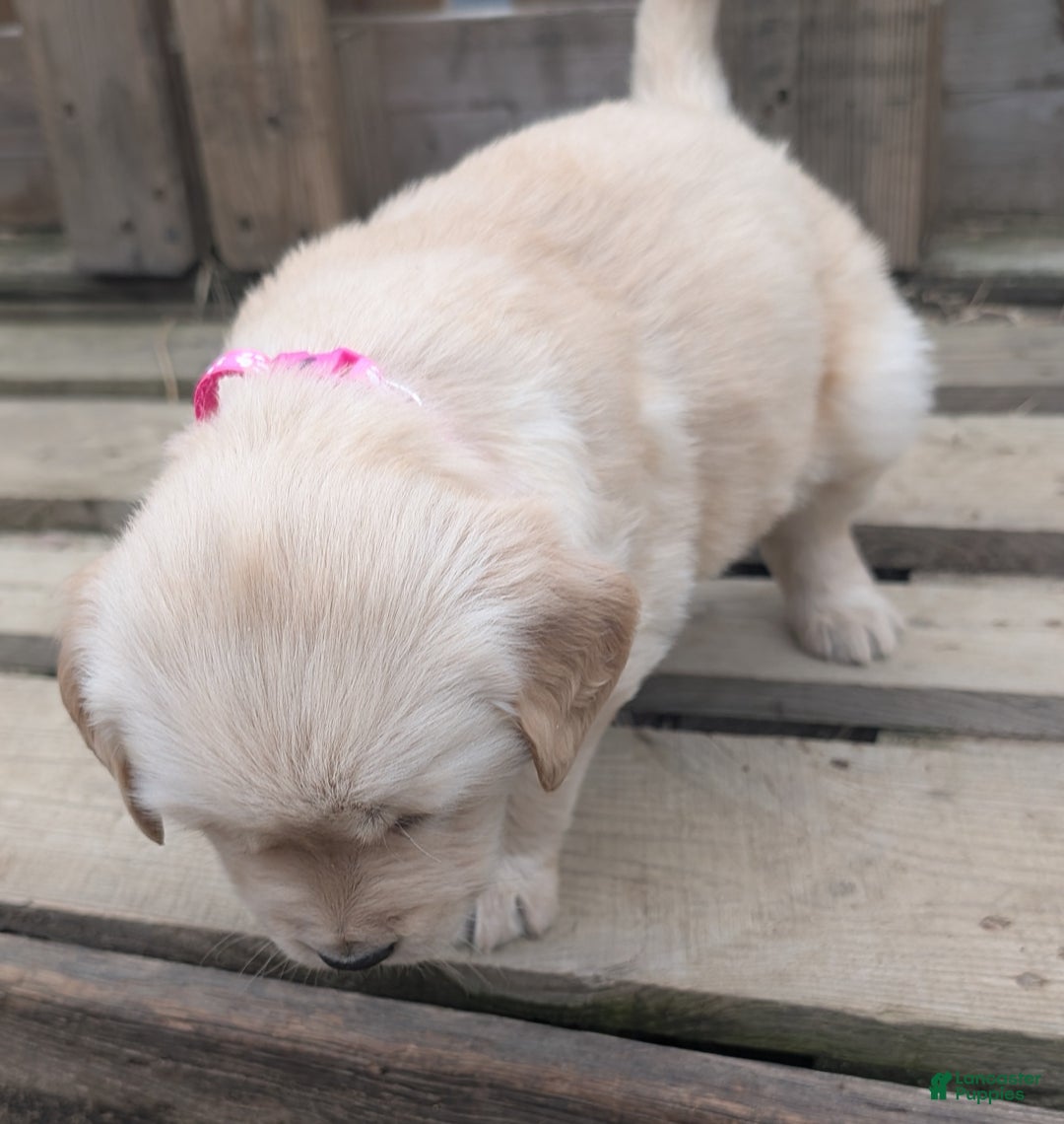 Golden Retriever dogs for sale: Mimi - Ad 5