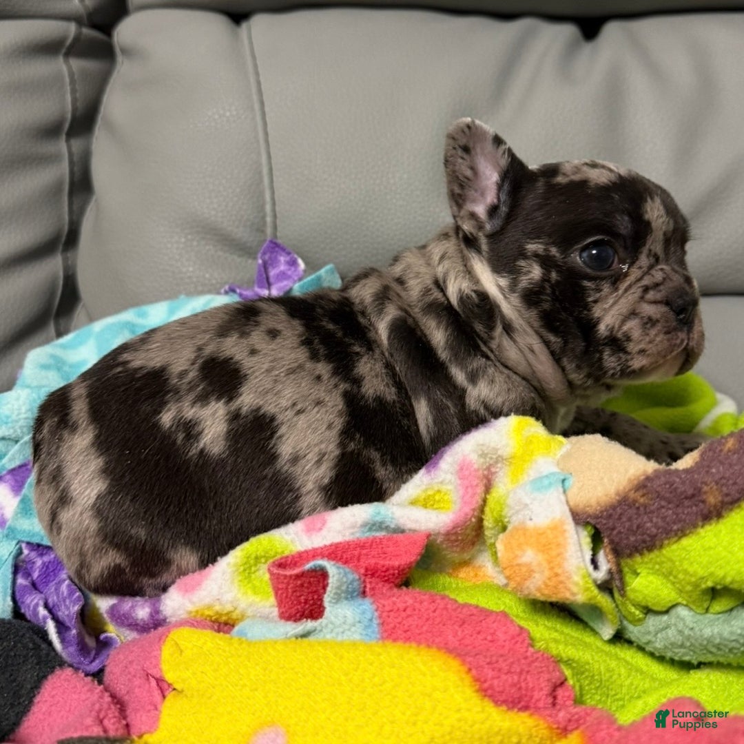 French Bulldog dogs for sale: Prince - Ad 13