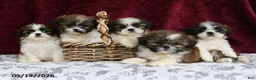Shih Tzu dogs for sale: Snowball - Ad 4