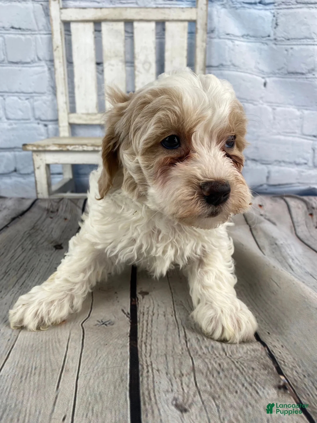 Cavapoo dogs for sale: Roscoe - Ad 2