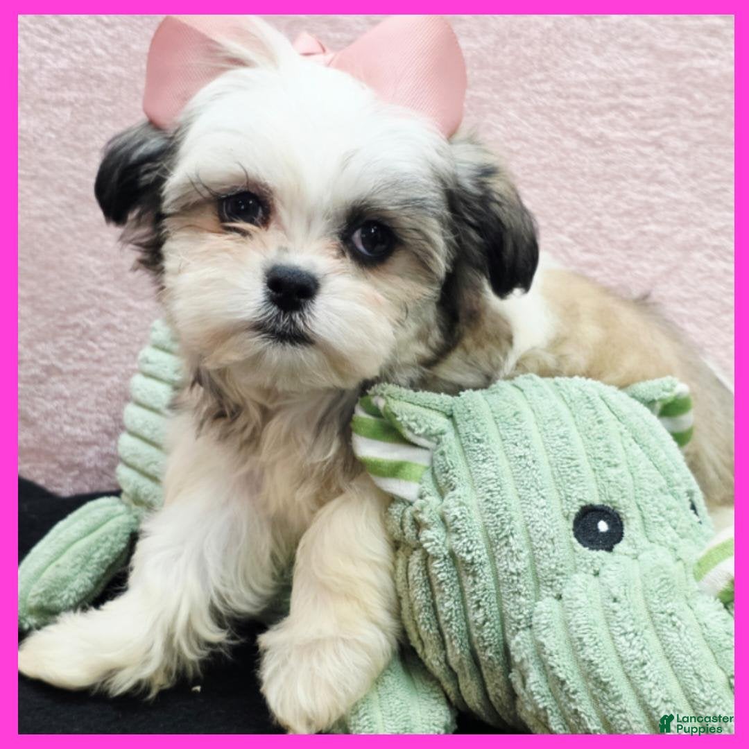 Malshi dogs for sale: Ivy - Ad 1