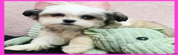 Malshi dogs for sale: Ivy - Ad 1