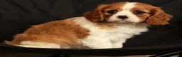 Cavalier King Charles Spaniel dogs for sale: Polly - Ad 8
