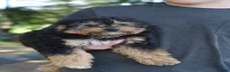 Aussiedoodle dogs for sale: Small fry - Ad 3