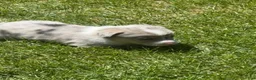Welsh Corgi Pembroke dogs for sale: Welsh Corgi Pembroke 2 - Ad 13