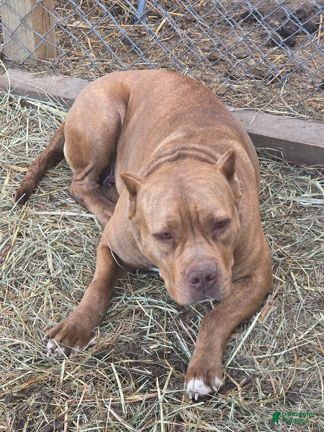 American Bully dogs for sale: American Bully Puppy 1 - Ad 2