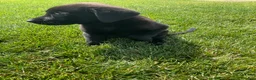 Labrador Retriever dogs for sale: Dottie - Ad 5