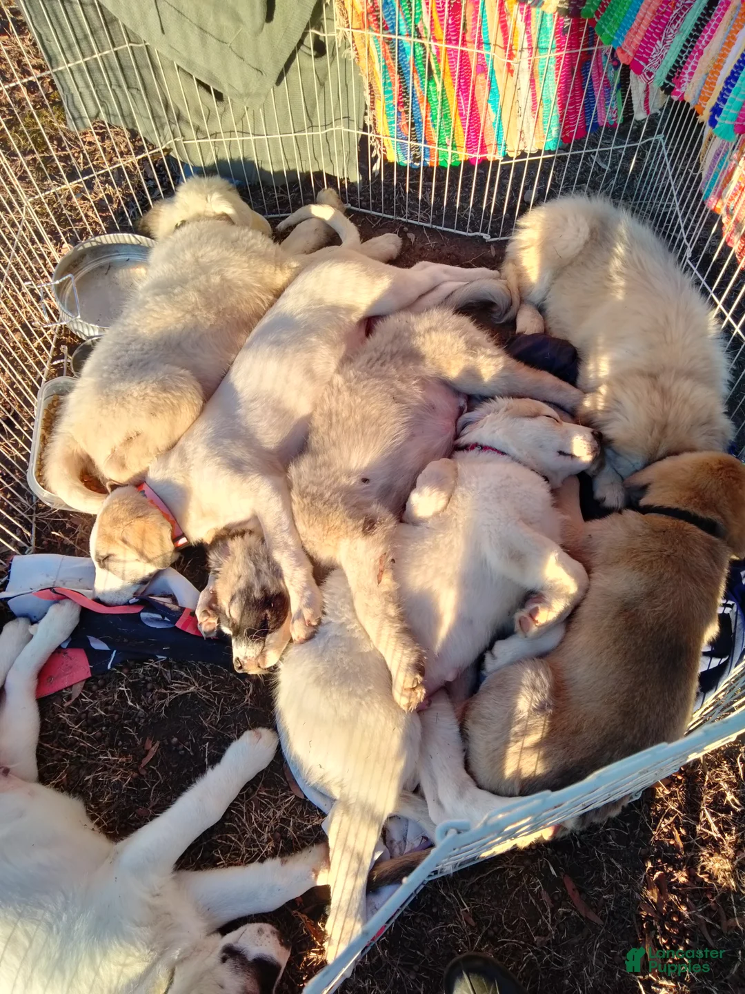 Mixed Breed dogs for sale: Buddy Boy  - Ad 82