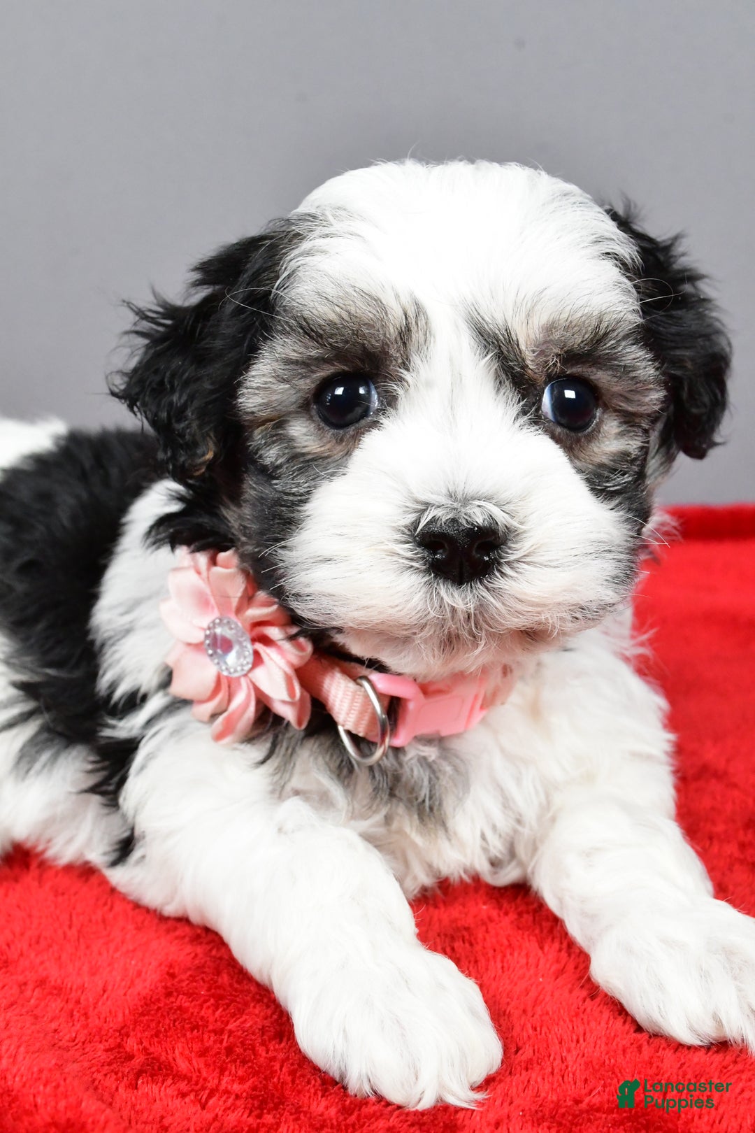 Havanese dogs for sale: Daine - Ad 4