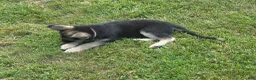German Shepherd dogs for sale: German Shepherd 1 - Ad 3