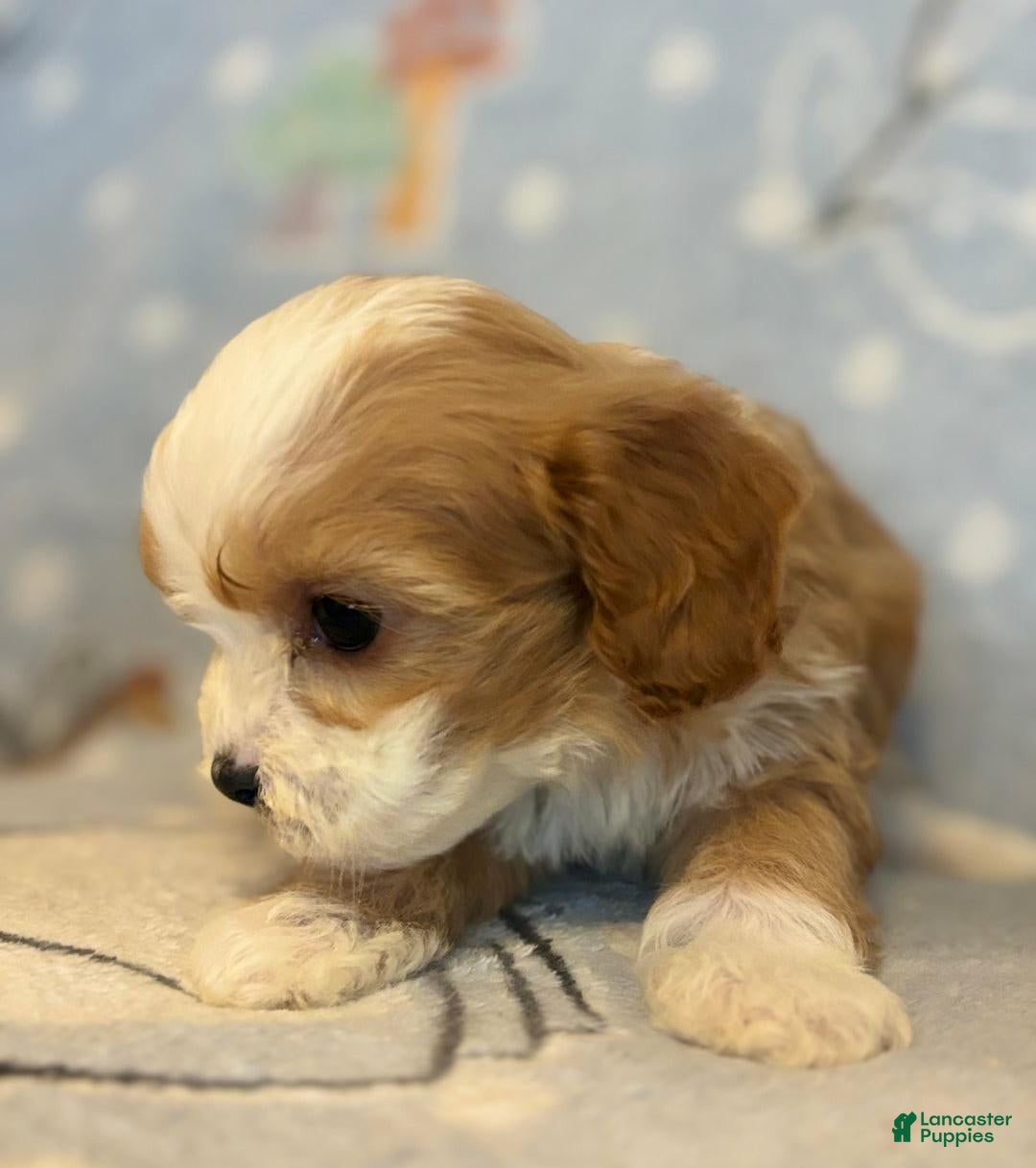 Cavapoo dogs for sale: Bill - Ad 9