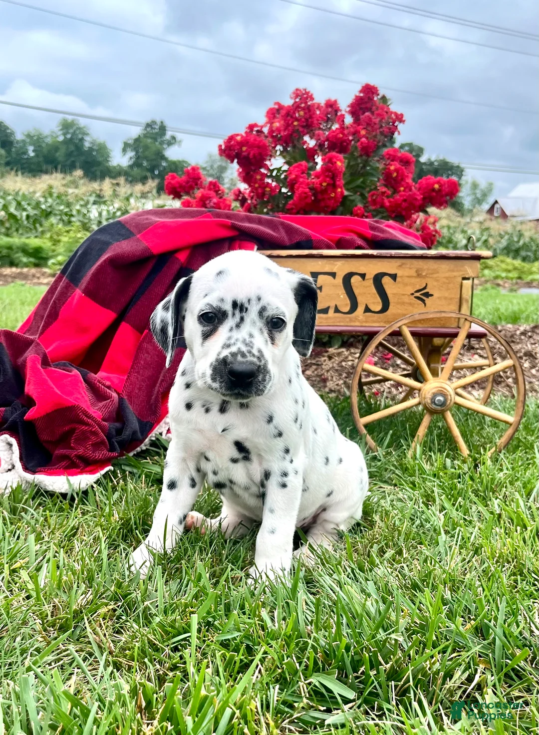 Dalmatian dogs for sale: Sable❤️AKC 🐾Text or Call Today - Ad 1