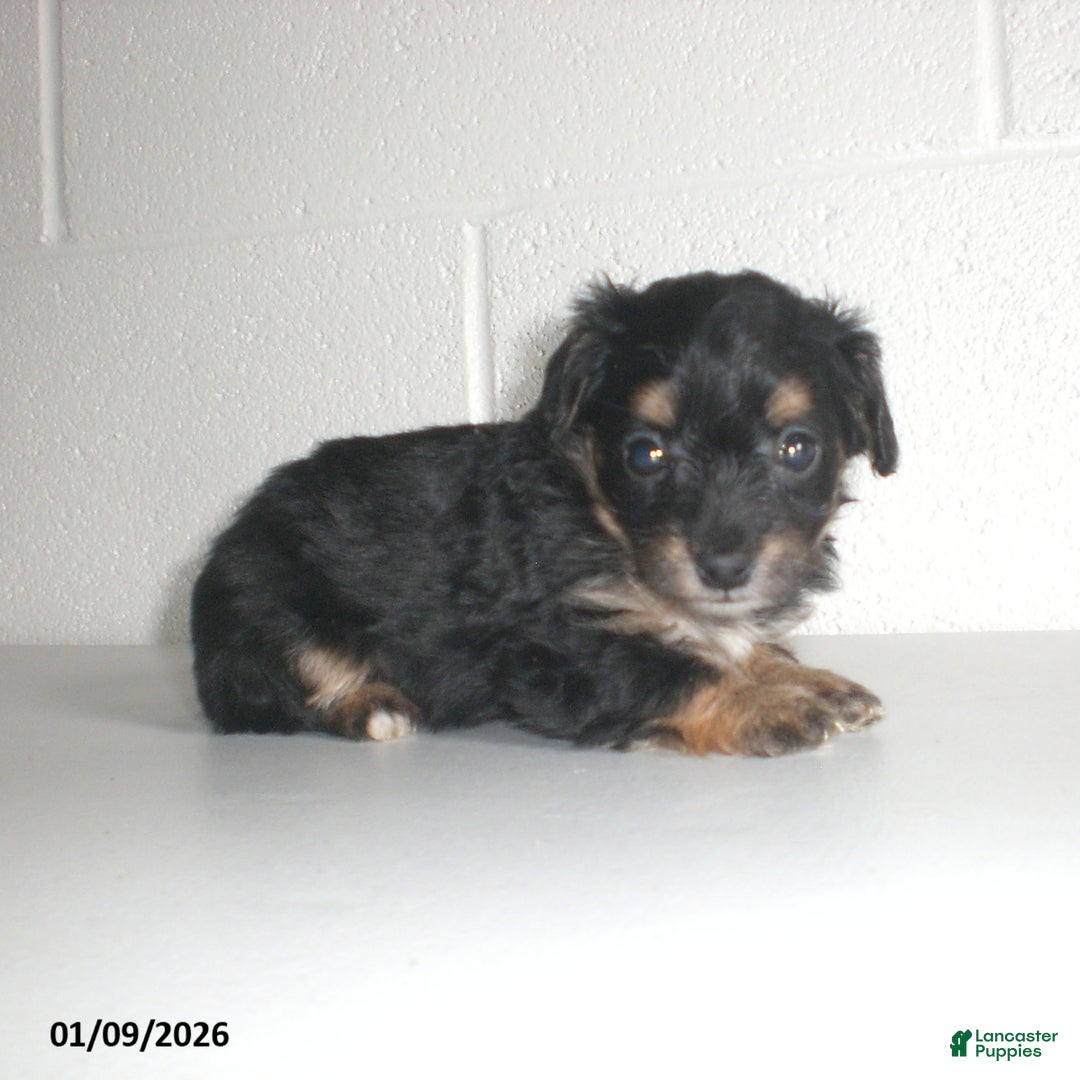 Yorkiepoo dogs for sale: Angie - Ad 22