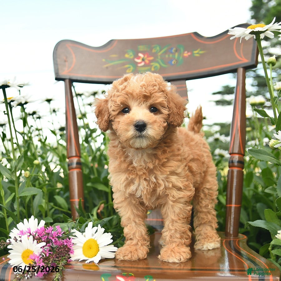 Miniature Poodle dogs Cheif  - Ad 1