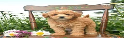 Miniature Poodle dogs for sale: Cheif  - Ad 1