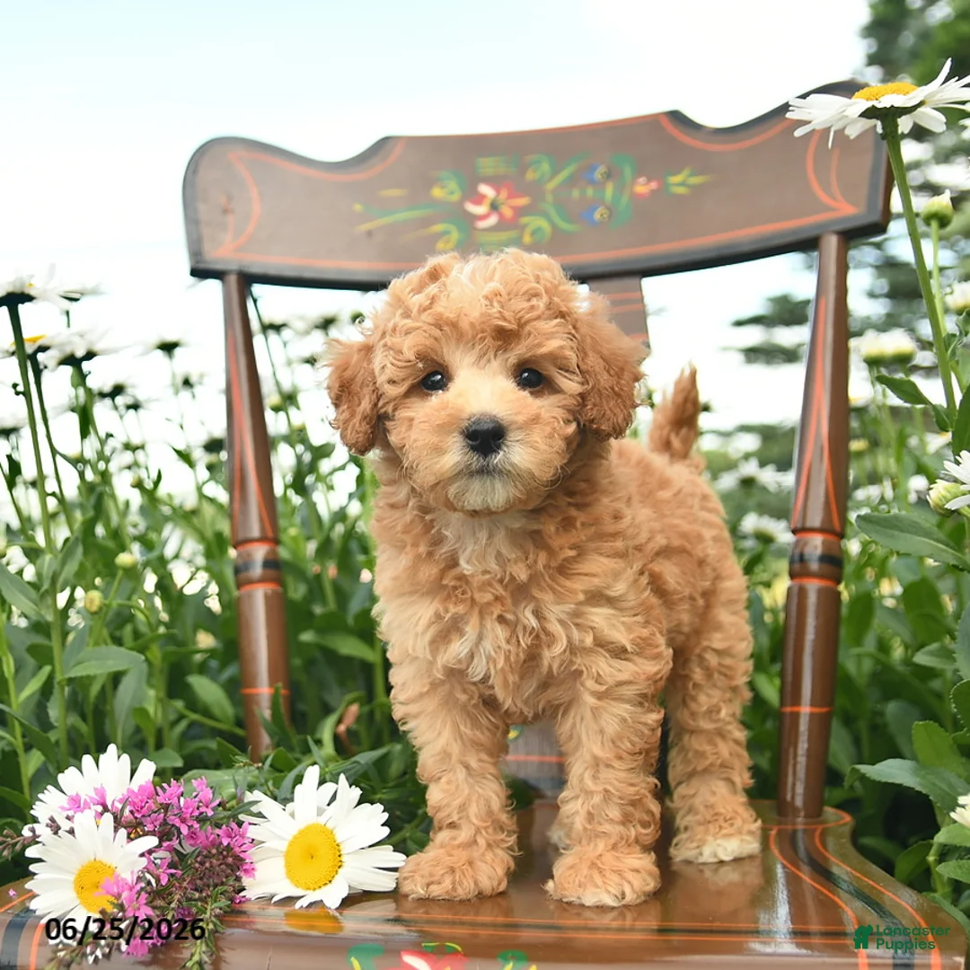 Miniature Poodle dogs for sale: Cheif  - Ad 1