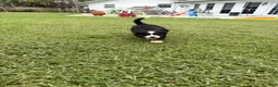 Bernese Mountain Dog dogs for sale: Bernese Mountain Dog 1 - Ad 14