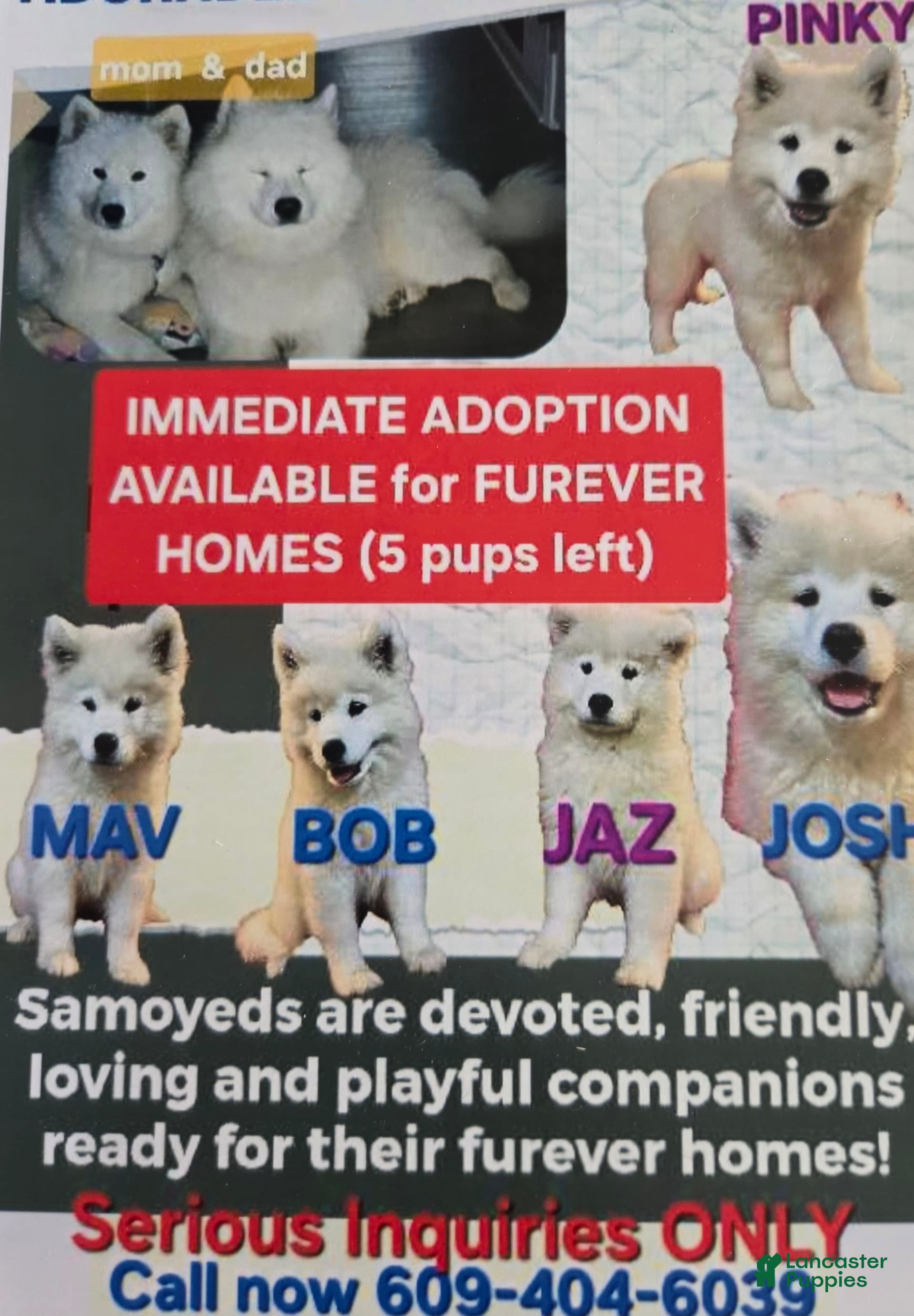 Samoyed dogs Pinky - Ad 2