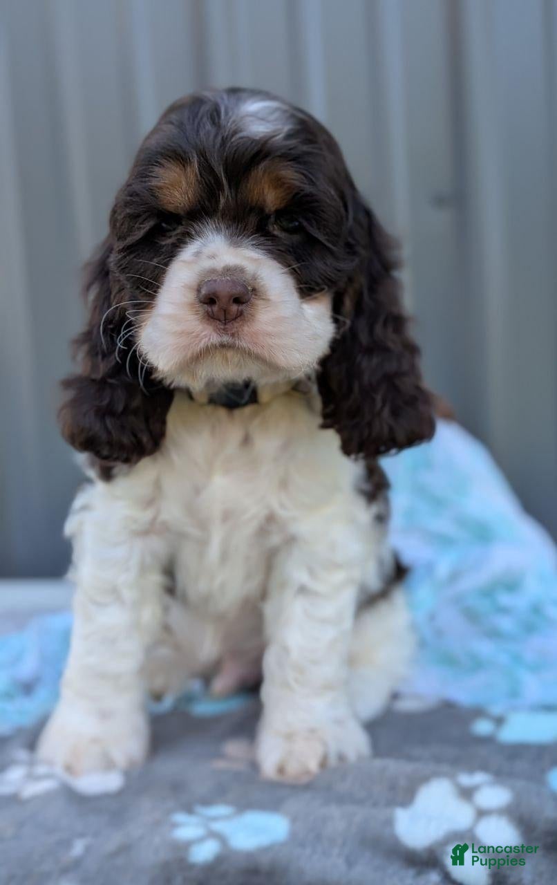 Cocker Spaniel dogs Dash - Ad 2