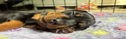 Miniature Pinscher dogs for sale: Miniature Pinscher 2 ( clementine ) - Ad 11