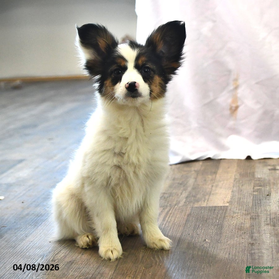 Papillon dogs Sphnix - Ad 1