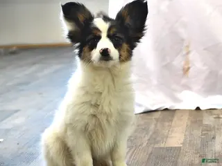 Papillon dogs for sale: Sphnix - Ad 3