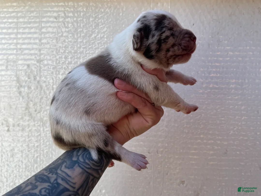 Catahoula Leopard Dog dogs for sale: Boy 3 - Ad 3