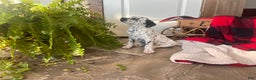 Dalmatian dogs for sale: SPOT❤️🐾AKC Hip cert🐾Christmas Ready❤️610-932-1112 - Ad 2