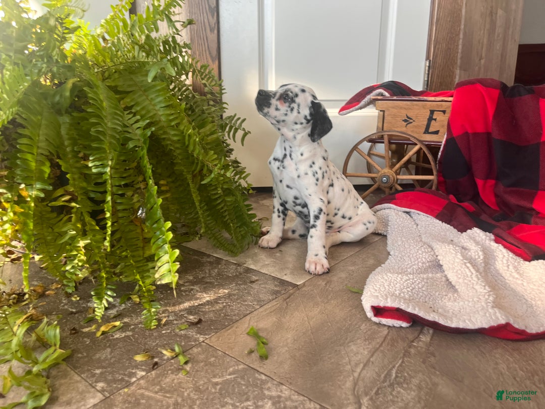 Dalmatian dogs for sale: SPOT❤️🐾AKC Hip cert🐾Christmas Ready❤️610-932-1112 - Ad 2
