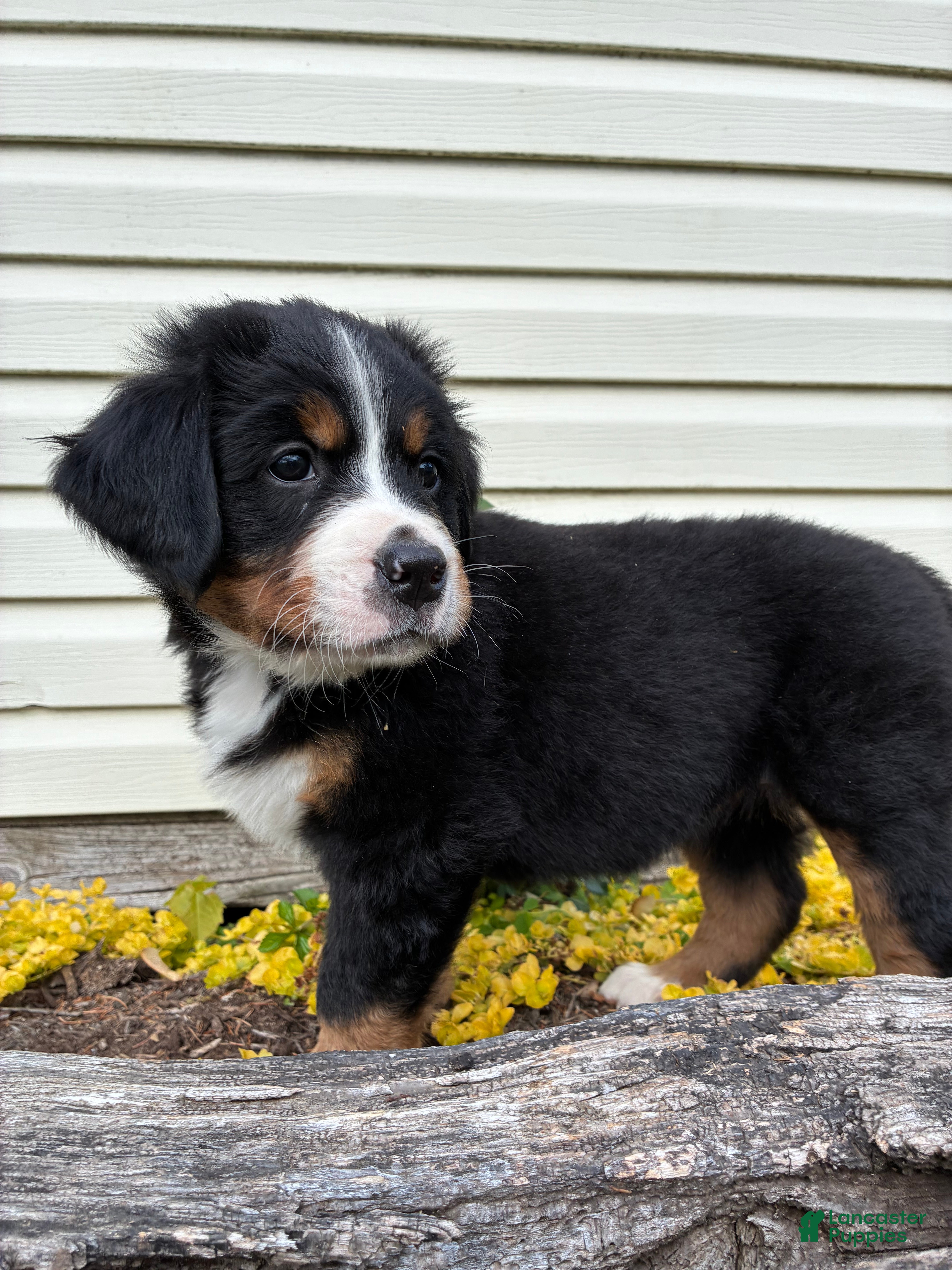 Bernese Mountain Dog dogs for sale: Sash - Ad 1