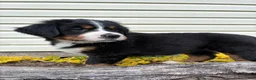 Bernese Mountain Dog dogs for sale: Sash - Ad 1