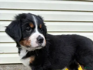 Bernese Mountain Dog dogs for sale: Sash - Ad 1